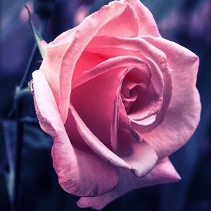 Meet your Posher, Cynthia